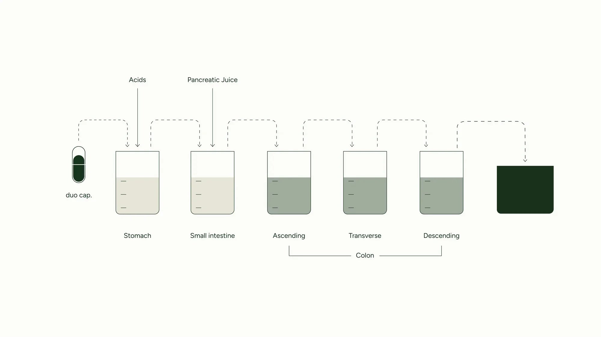 Diagram showing the journey of a capsule through the digestive system with labeled stages.